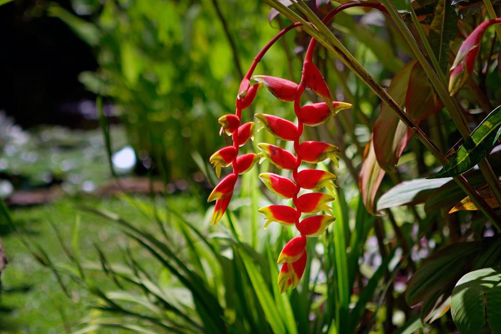 Villa Hibiscus Sanur Eksteriør billede