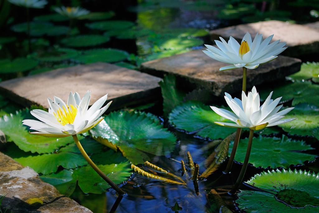 Villa Hibiscus Sanur Eksteriør billede