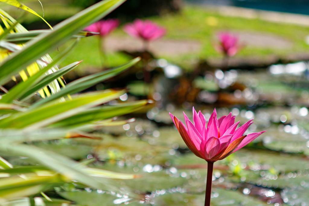 Villa Hibiscus Sanur Eksteriør billede